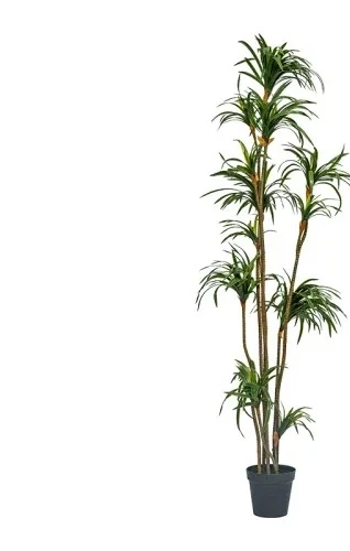 Dracaena de Simulação, Dracaen - Dracaena Marginata avaliação e preço
