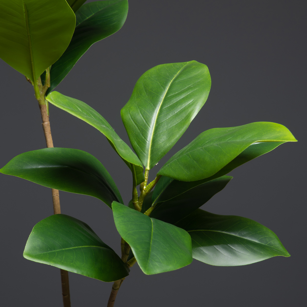105cm 2 garfos grandes plantas - Dracaena Marginata avaliação e preço