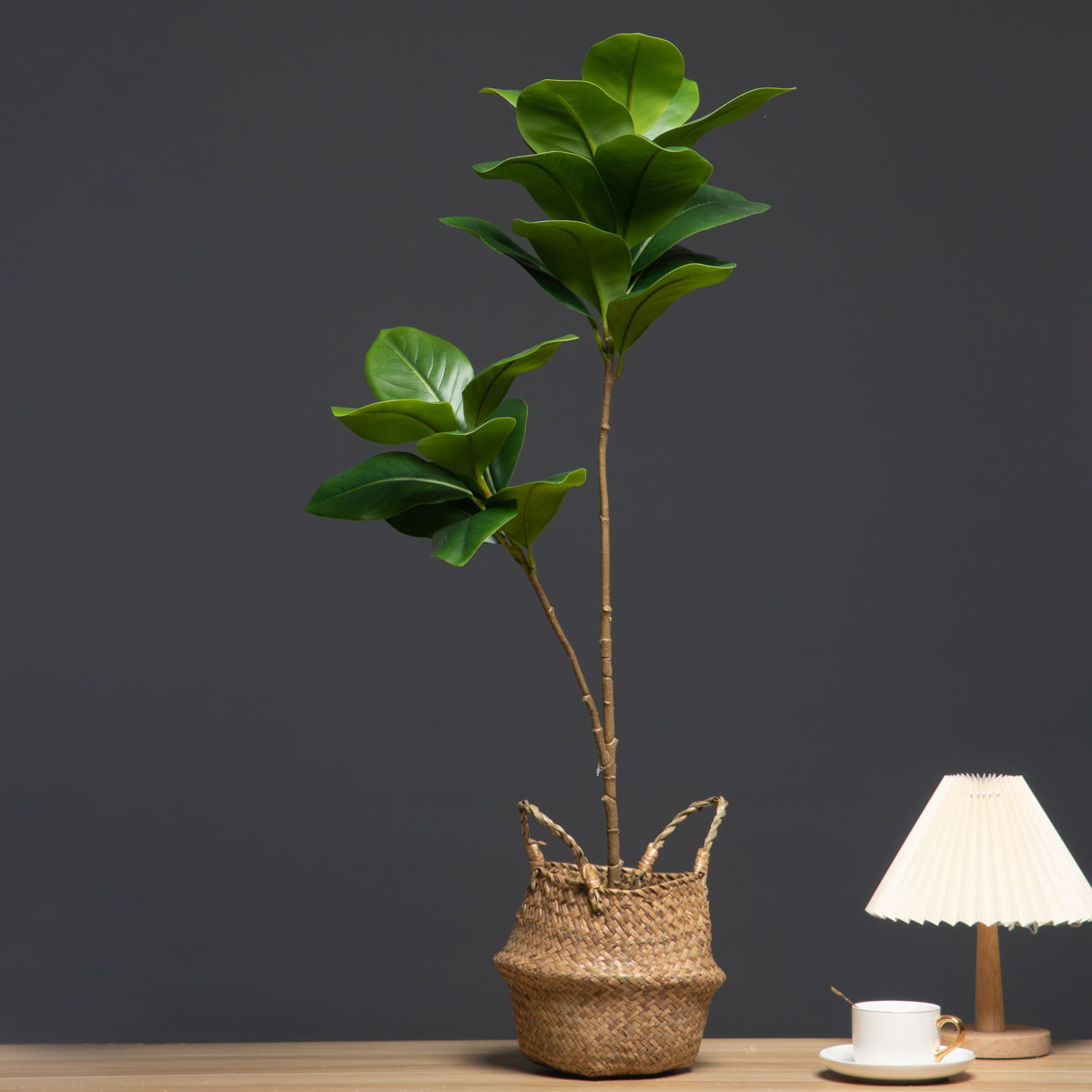 105cm 2 garfos grandes plantas - Dracaena Marginata avaliação e preço